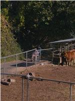 母と牛と在线观看