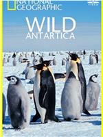 Wild Antarctica Season 1在线观看