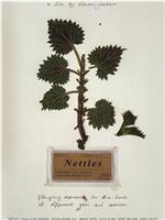 Nettles