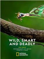 Wild, Smart and Deadly Season 1