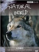 Lobo: The Wolf That Changed America