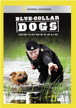 蓝领工作犬在线观看和下载